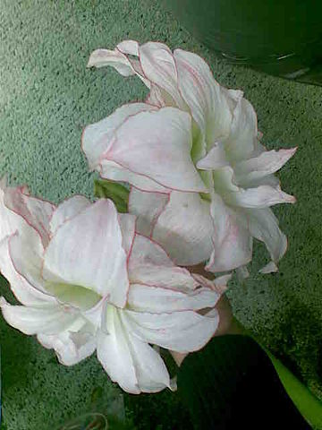 getImage (83).jpg