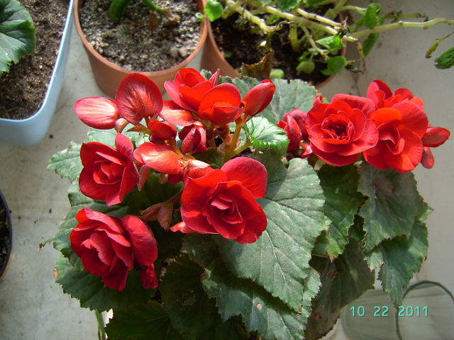 getImage (82).jpg