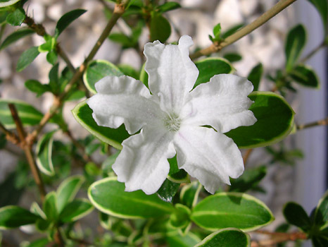 serissa1.jpg
