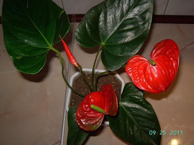 getImage (77).jpg