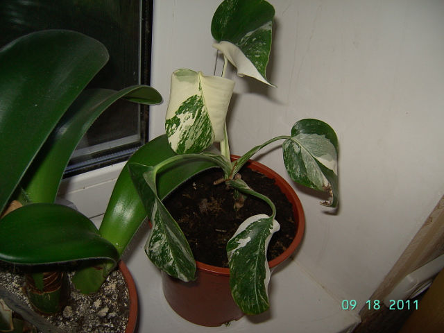 getImage (74).jpg