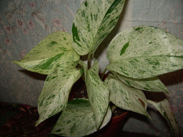 Сциндапсус Marble Queen.jpg