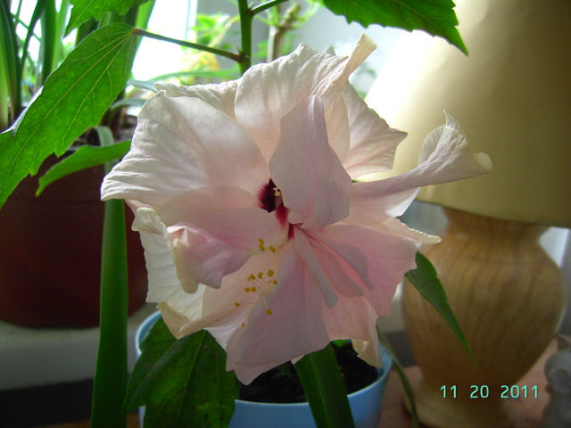 getImage (71).jpg