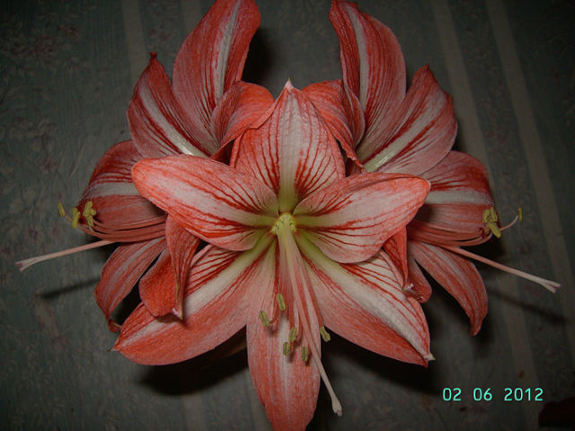 getImage (53).jpg