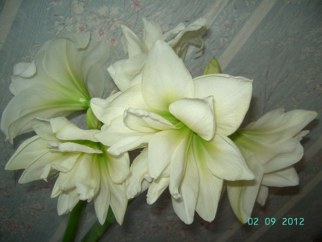 getImage (47).jpg