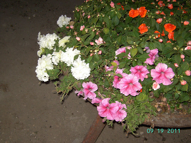 getImage (40).jpg