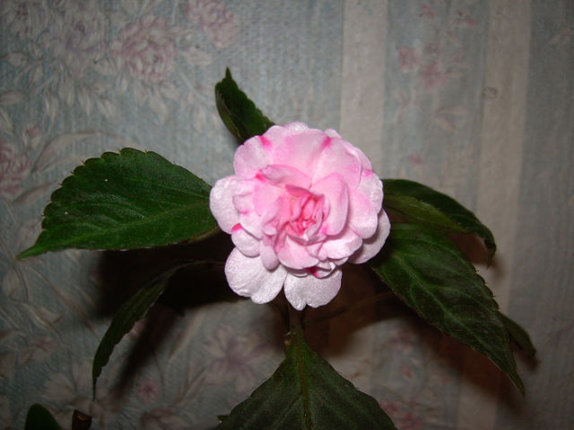 getImage (33).jpg