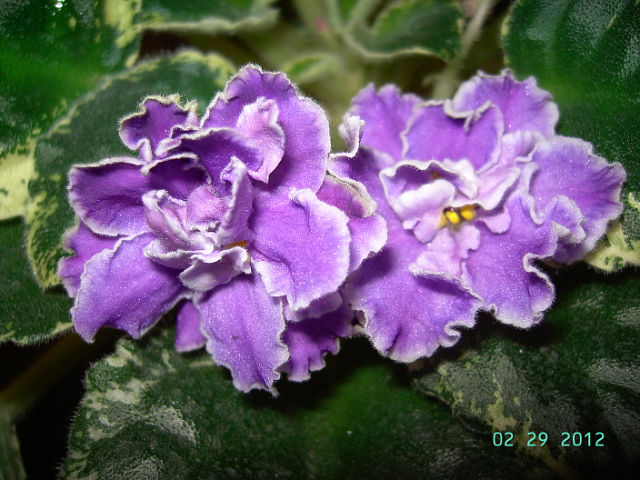 getImage (31).jpg