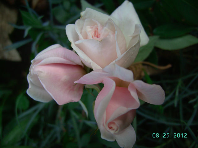 getImage (17).jpg