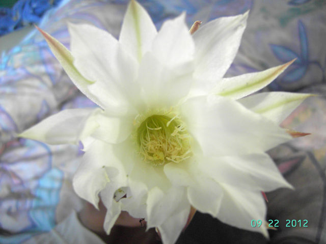 getImage (13).jpg