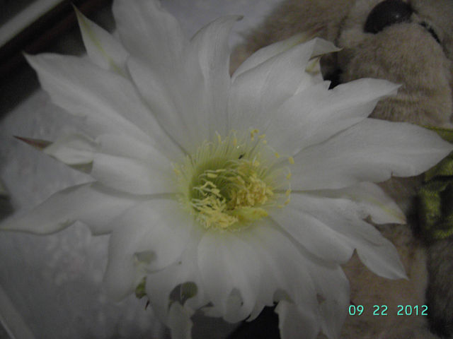 getImage (12).jpg