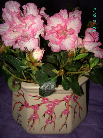 getImage (11).jpg