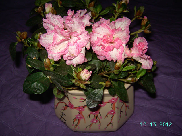 getImage (10).jpg