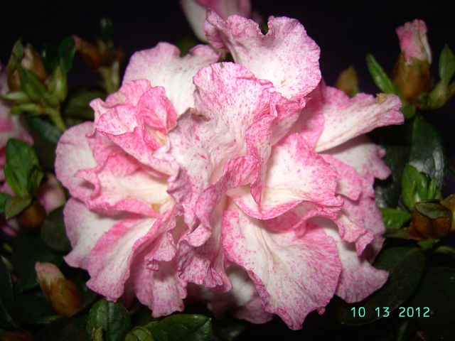 getImage (8).jpg