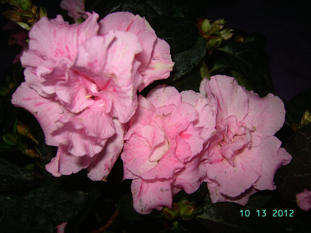 getImage (3).jpg