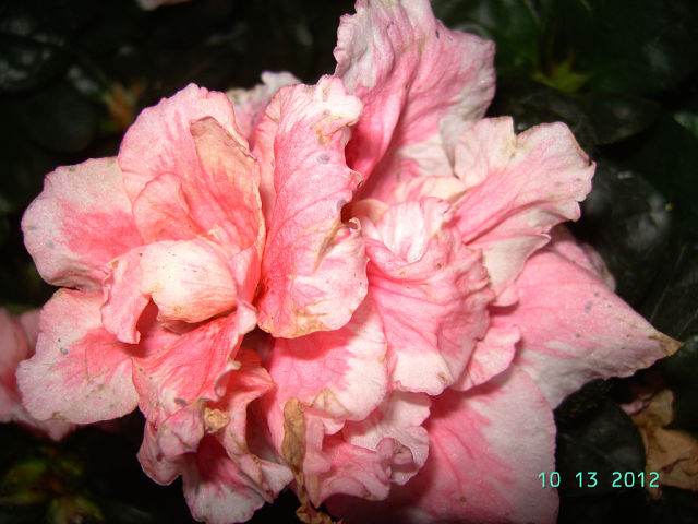 getImage (2).jpg