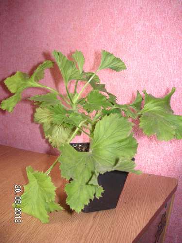 цв 006_thumb.jpg