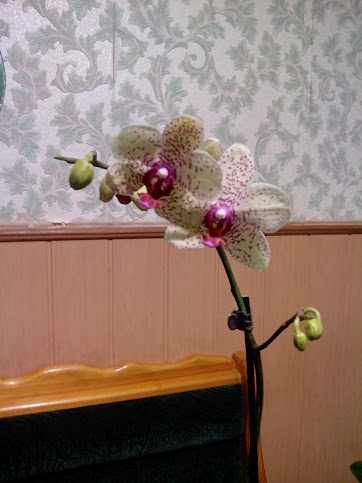 IMG_20130301_211249.jpg