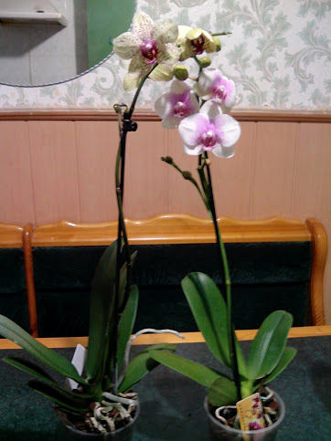IMG_20130301_211129.jpg