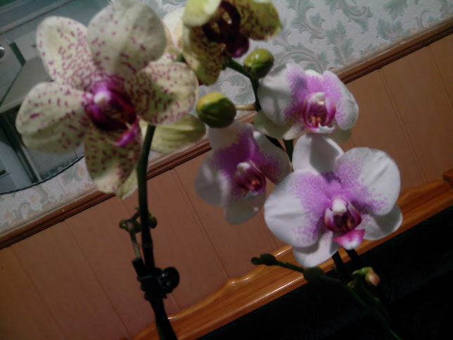 IMG_20130301_211135.jpg