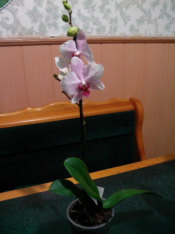 IMG_20130301_210938.jpg
