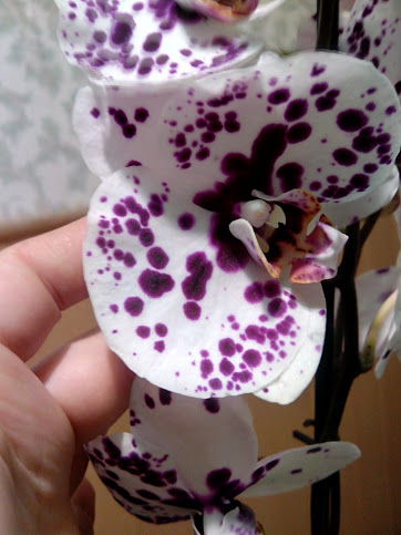IMG_20130301_211802.jpg