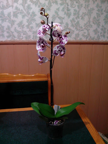 IMG_20130301_211812.jpg