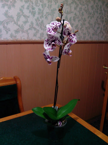 IMG_20130301_211819.jpg