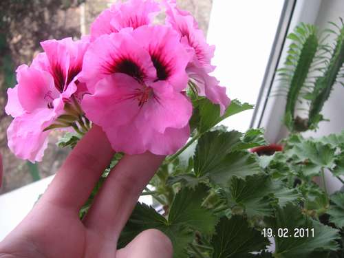 foto 0034_thumb.jpg