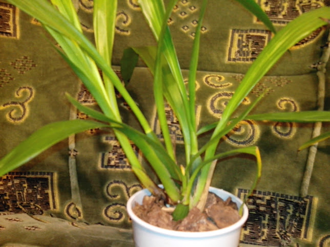 IMG_20130302_212355.jpg
