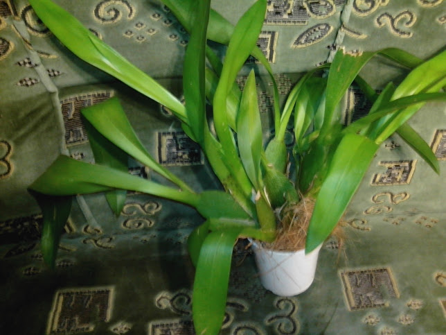 IMG_20130302_212439.jpg