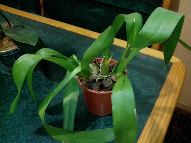 IMG_20130213_215847.jpg