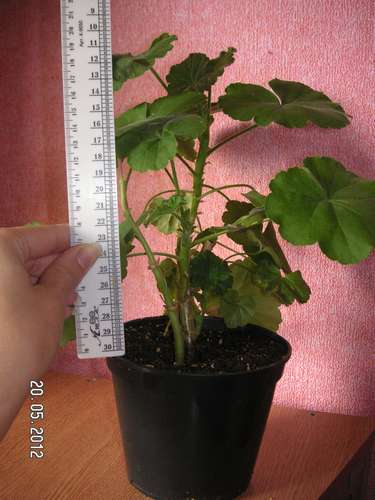 цв 003_thumb.jpg