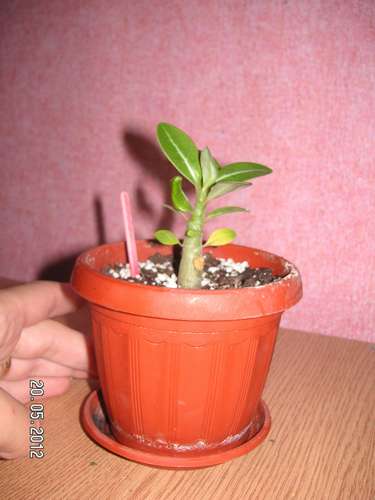 цв 009_thumb.jpg