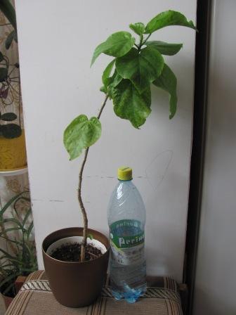 IMG_4648.JPG