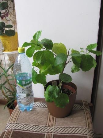 IMG_4650.JPG