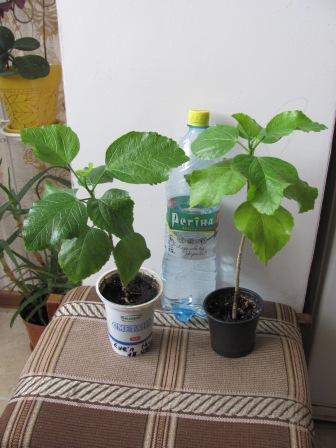 IMG_4652.JPG