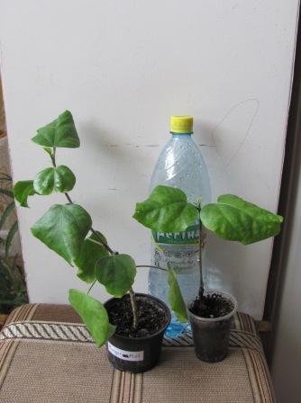 IMG_4658.JPG
