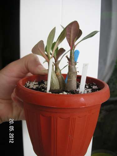цв 010_thumb.jpg