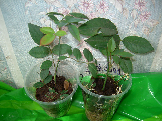роза комнатная.jpg
