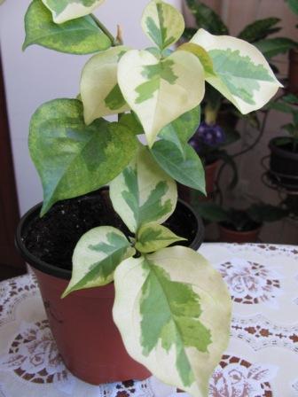 разное 041.jpg