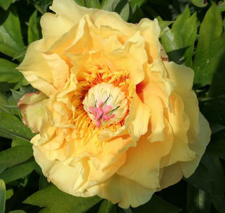 I-gardentreasure2.jpg
