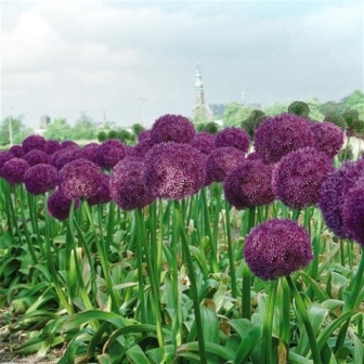 Allium-Gladiator-2-500x500.JPG