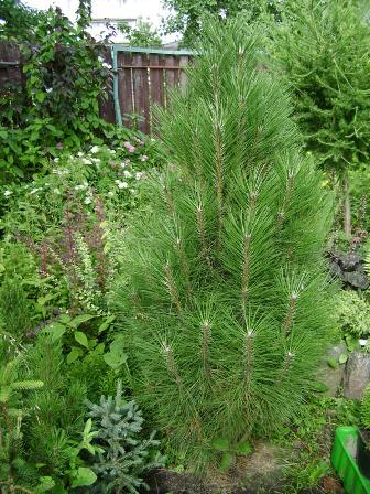 Sosna chernaia PINUS NIGRA SSP. NIGRA     Austriaca.jpg