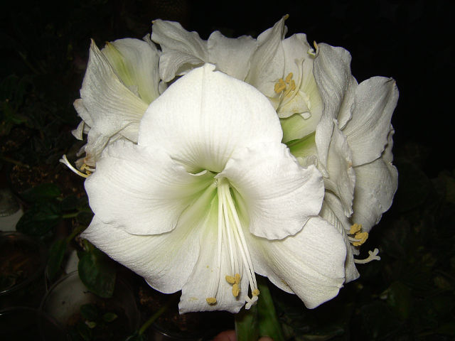 getImage (1).jpg
