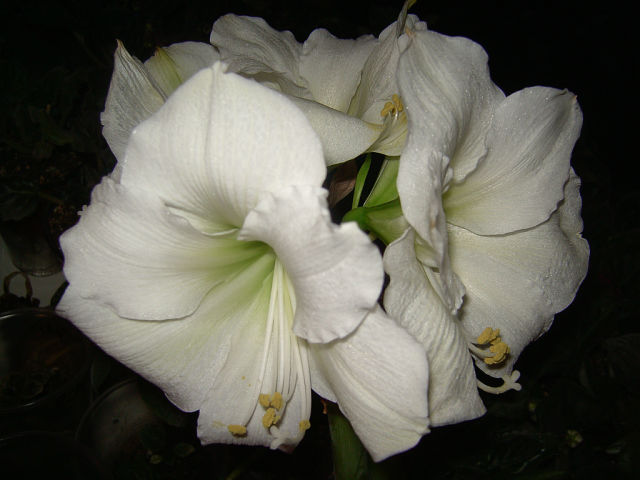 getImage (8).jpg