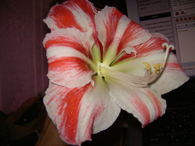 getImage (3).jpg