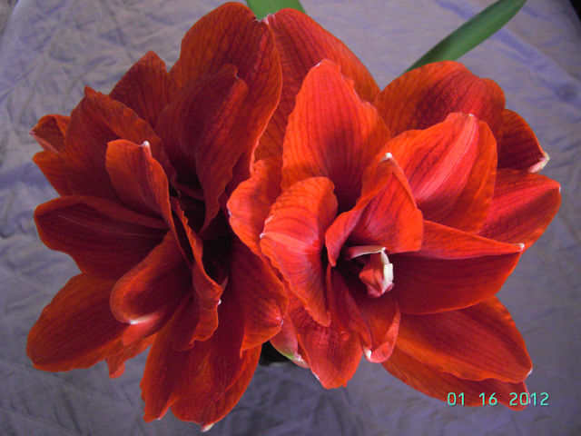 getImage (11).jpg