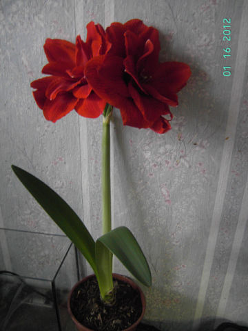 getImage (12).jpg