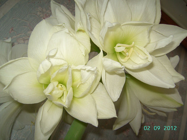 getImage (19).jpg